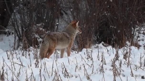 Coyote Desierto Canadiense — Vídeos de Stock