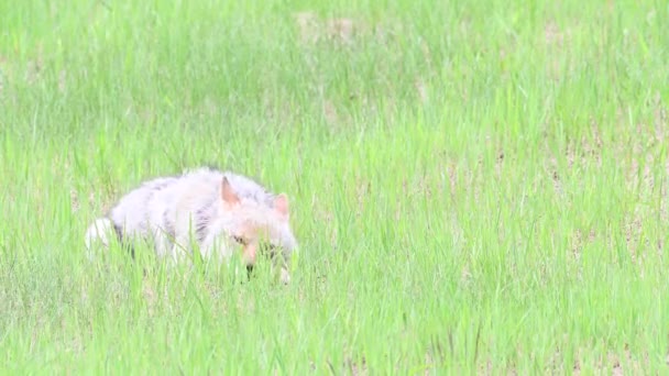 Coyote Desierto Canadiense — Vídeo de stock