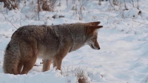 Coyote Desierto Canadiense — Vídeos de Stock