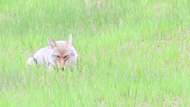 Coyote Padang Gurun Kanada — Stok Video