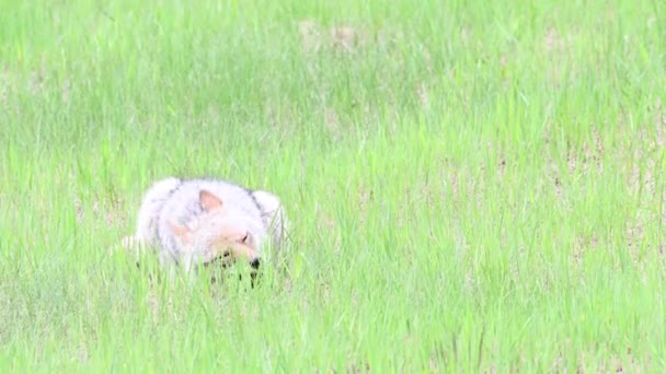 Coyote Desierto Canadiense — Vídeos de Stock