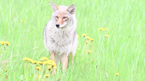 Coyote Den Kanadensiska Vildmarken — Stockvideo