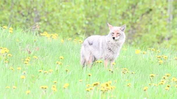 Coyote Desierto Canadiense — Vídeo de stock