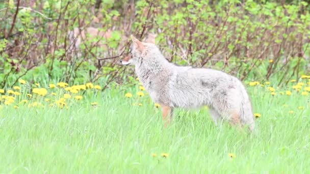 Kojote Der Kanadischen Wildnis — Stockvideo