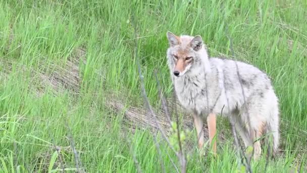 Coyote Den Kanadensiska Vildmarken — Stockvideo