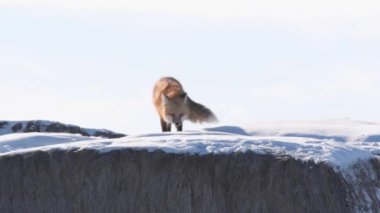 Kızıl tilki vahşi doğada