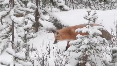 Kızıl tilki vahşi doğada