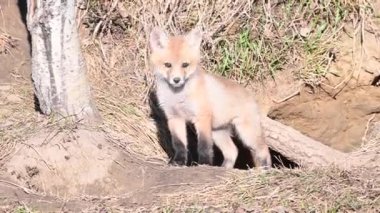 Kızıl tilki vahşi doğada