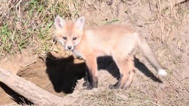 Kızıl tilki vahşi doğada