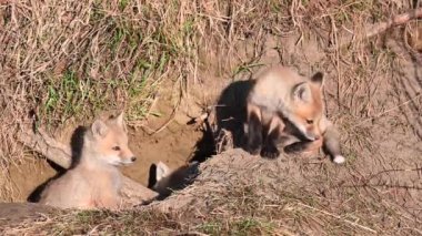 Kızıl tilki vahşi doğada