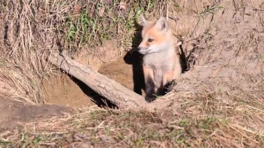 Kızıl tilki vahşi doğada