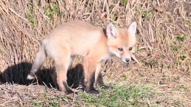 Rotfuchs Freier Wildbahn — Stockvideo