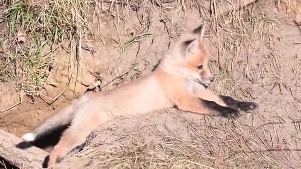 Red Fox Wild — Stock Video