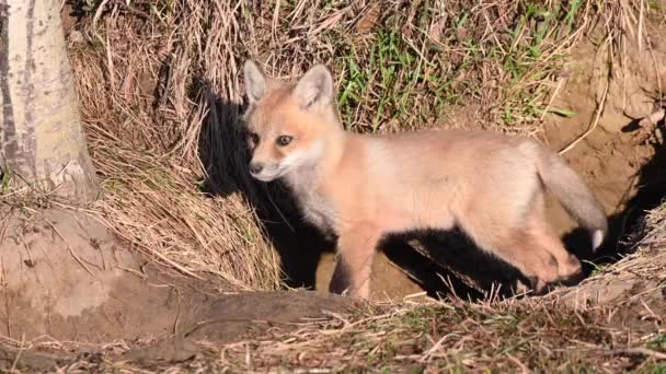 Red Fox Wild — Stock Video