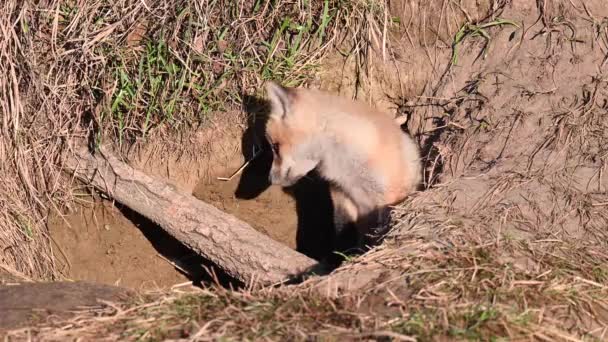 Rotfuchs Freier Wildbahn — Stockvideo