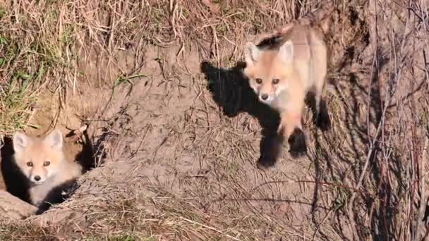 Rotfuchs Freier Wildbahn — Stockvideo