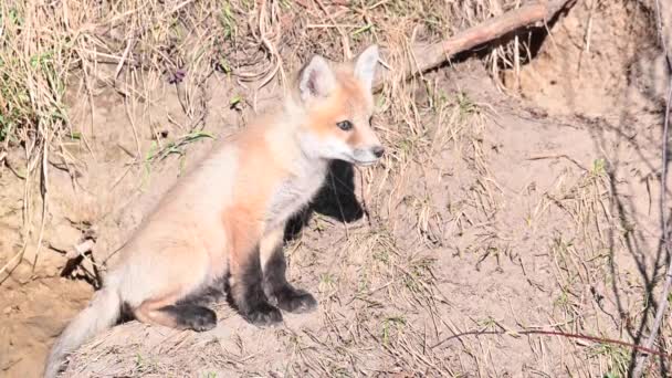 Rotfuchs Freier Wildbahn — Stockvideo