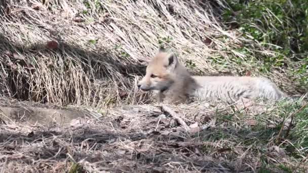 Renard Roux Dans Nature — Video