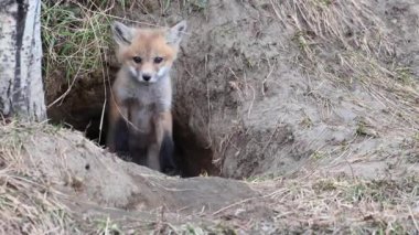 Kızıl tilki vahşi doğada