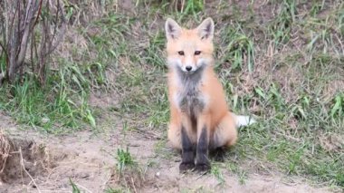 Kızıl tilki vahşi doğada