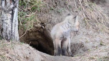 Kızıl tilki vahşi doğada