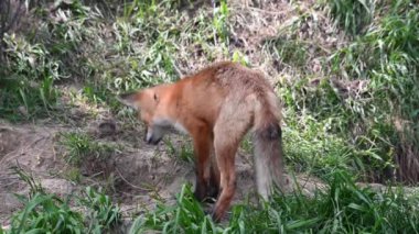 Kızıl tilki vahşi doğada
