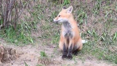 Kızıl tilki vahşi doğada