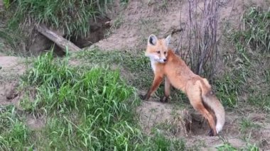 Kızıl tilki vahşi doğada