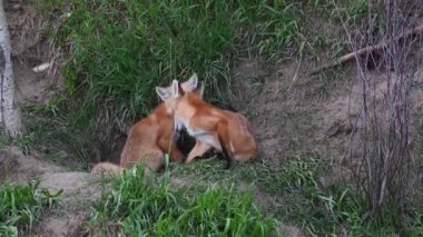 Kızıl tilki vahşi doğada