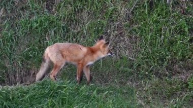 Kızıl tilki vahşi doğada
