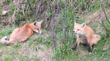 Kızıl tilki vahşi doğada
