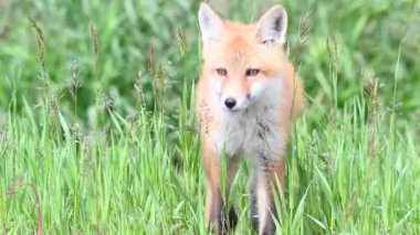 Kızıl tilki vahşi doğada