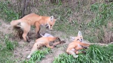 Kızıl tilki vahşi doğada