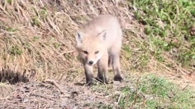 Kızıl tilki vahşi doğada