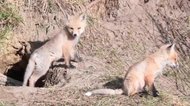 Kızıl tilki vahşi doğada