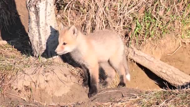 Red Fox Wild — Stock Video