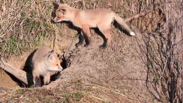 Rotfuchs Freier Wildbahn — Stockvideo