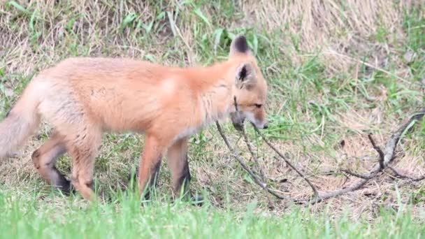 Rotfuchs Freier Wildbahn — Stockvideo