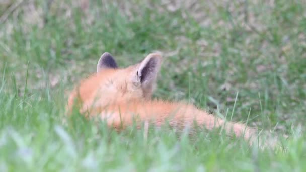 Червона Лисиця Дикій Природі — стокове відео