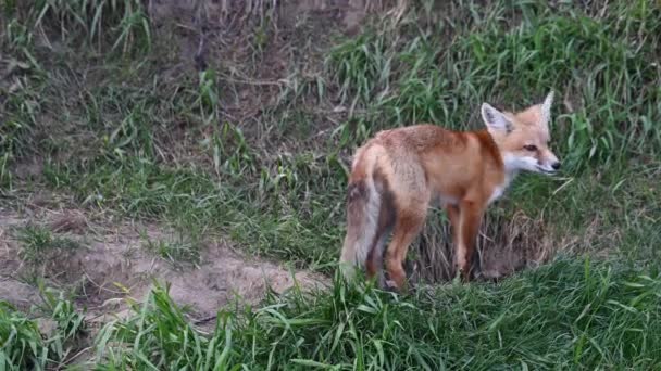 Zorro Rojo Naturaleza — Vídeo de stock