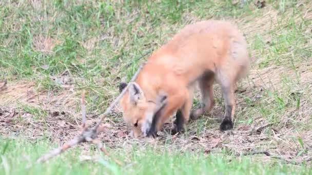 Renard Roux Dans Nature — Video