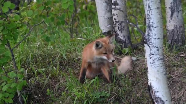 Zorro Rojo Naturaleza — Vídeo de stock