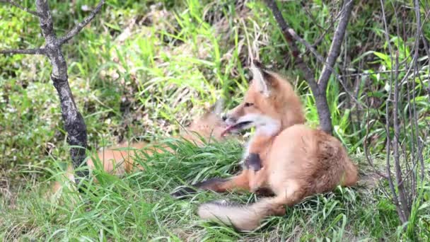 Rotfuchs Freier Wildbahn — Stockvideo