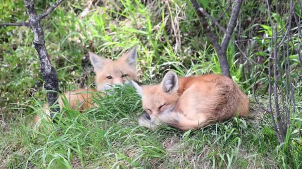 Lisica Czerwona Środowisku Naturalnym — Wideo stockowe