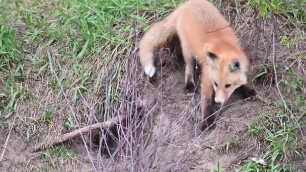 Rotfuchs Freier Wildbahn — Stockvideo