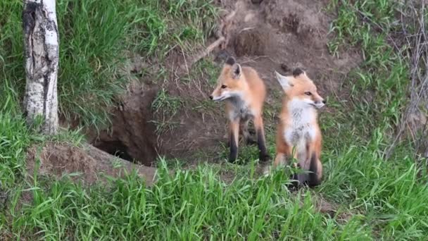 Rotfuchs Freier Wildbahn — Stockvideo