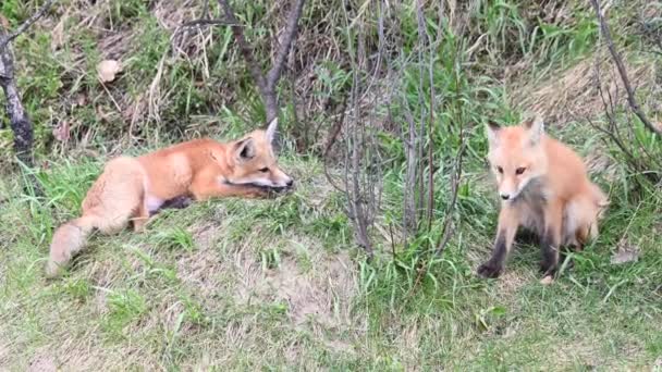 Red Fox Wild — Stock Video