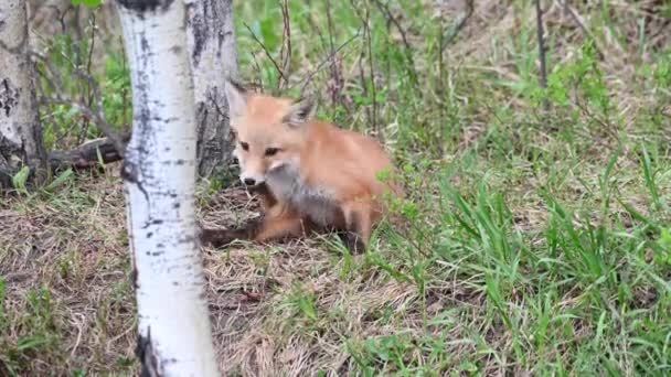 Zorro Rojo Naturaleza — Vídeo de stock