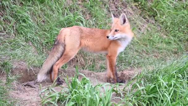 Red Fox Wild — Stock Video