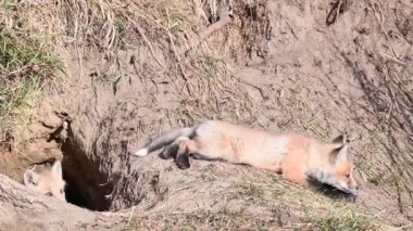 Kızıl tilki vahşi doğada